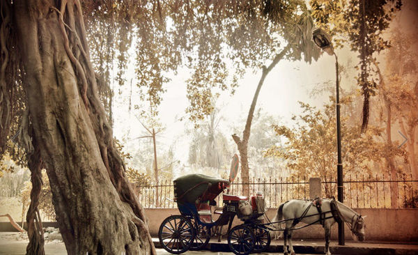 Picture of Aswan Horse carriage ride tours