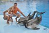 Picture of Dolphin Show Tours in Sharm