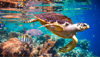 Picture of Blue lagoon Snorkeling tour from Marsa Alam